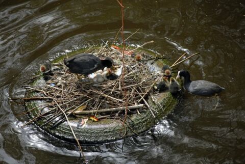 meerkoetennest